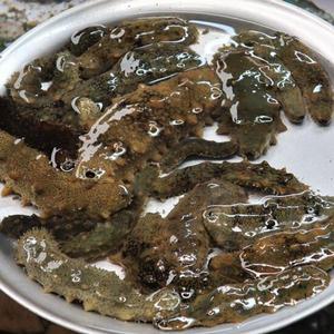 국내 통영 활 해삼 1kg