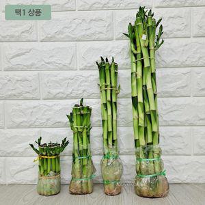키우기 욕실식물 아프리카식물 수경재배 개운죽 30센치 [A93A521]