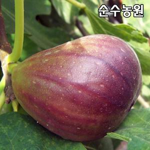 무화과나무 묘목, 승정도후인 결실주 R2cm(분)/과실수/유실수