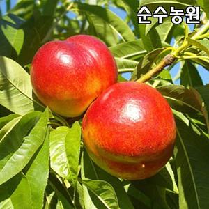 천도복숭아나무 묘목, 신비 접목1년 뿌리묘 3개/유실수/과실수