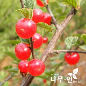 [나무인]개량 앵두나무  왕앵두묘목  2그루