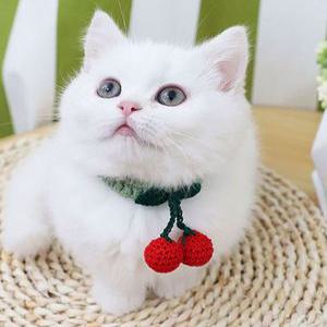강아지 고양이 뜨개질 앵두 목걸이 케이프 애견 목도리