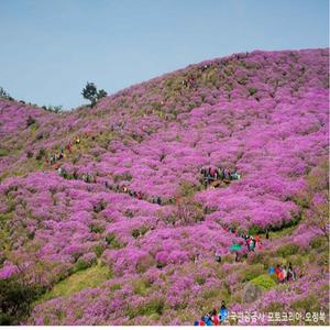 *봄꽃* [KTX-당일]진분홍빛 산상화원! 산청 황매산 철쭉제