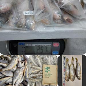 국내산 냉동 조기 50마리 14cm 이하 실속형 참조기