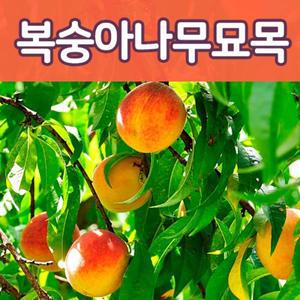 [태영]복숭아나무묘목/경봉.천도.황도.백도