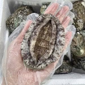 [유양선단] 산지직송 활전복 1kg (8-9미)