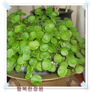 워터코인/물양귀비/물아카시아/물칸나/창포/수생식물