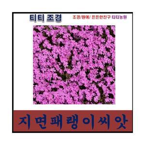 패랭이꽃/꽃잔디 씨앗 지면패랭이씨앗 (300알)/파종시기 3~10월 개화기 4월 ~11월