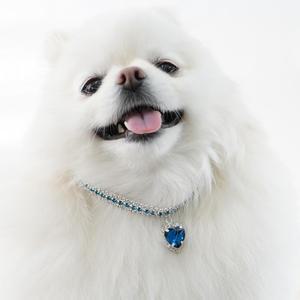 개과천선 글로리 강아지 목걸이 고급 하트 애견 악세서리 패션 용품 컬러 비즈 체인 고양이 반려동물