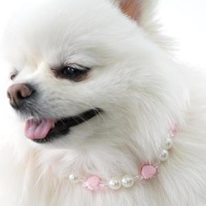 개과천선 러블리 강아지 목걸이 고양이