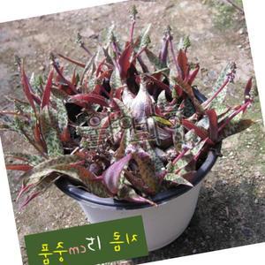 다육 비올라시비올라쉬 중품 구근 식물 다육모아심기국민다육이다육 화분 실내인테리어소품