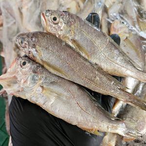 급냉 군산 참 조기 3kg 50~55미 냉동 참 조기 깡치 냉동 조기 에어프라이어 군산조기 새끼조기 오늘저녁메