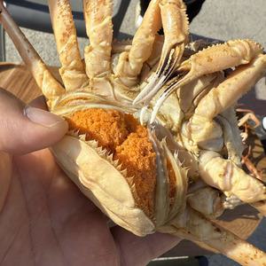 북해도 활 빵게 1kg 4-7미 북해도산빵게 암대게 일본빵게 북해도빵게 일본산 대게 암빵게 일본산빵게 북해
