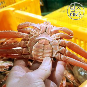 [맘스킹] 속초러브마린 북해도 활 암대게 암컷대게 1kg내외(5-8마리)