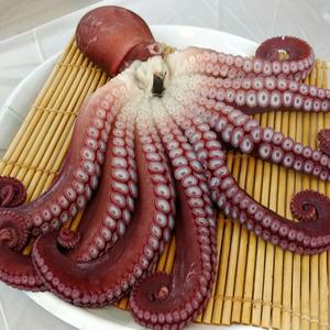 동해안 냉동 자숙 문어 한마리 1kg 삶은문어 통문어 동해안문어 손질문어 냉동문어 이바지문어 제사문어