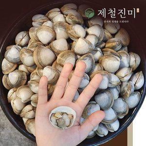 [제철진미] 유네스코 서천갯벌 자연산 제철 동죽조개 3kg 산소포장 신선 산지직송