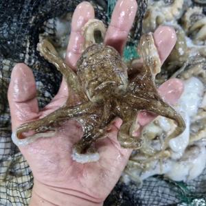 국내산 활 주꾸미 1kg 제철 쭈꾸미 생물 냉동 알 샤브샤브 볶음 숙회