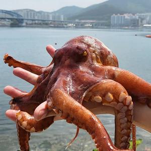 여수 돌문어 1kg