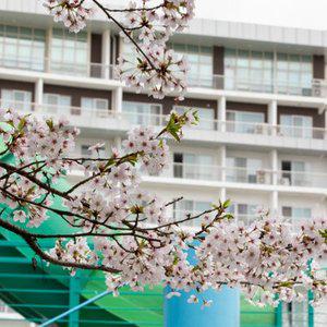 [충남] 당일특가 스플라스 리솜(덕산)(충남호텔/예산호텔/예산 당일특가 스플라스 리솜(덕산))