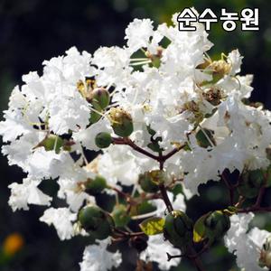 백색배롱나무 묘목 개화주 7치화분 1개/백백일홍/조경수/활엽수