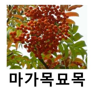 마가목나무 묘목 실생2년 플러그묘 8개묶음
