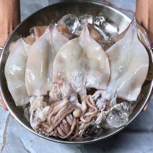 국내산 자연산 신선급냉 손질 오징어 대사이즈 1kg 5-6미