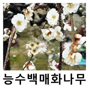매화나무 묘목 능수홍매 접목1년