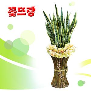 [산세베리아 331] 공기정화식물★대박상품★개업식, 취임, 승진 등