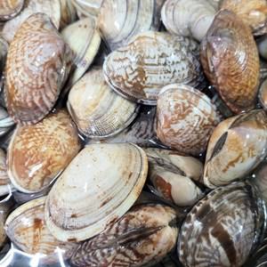 [오늘의바다] 국내산 바지락 1kg 내외