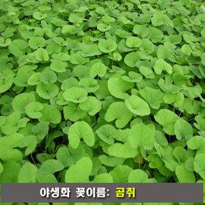 곰취모종(7포트) 7~9월 꽃이피며 나물로 인기