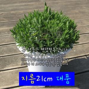 카스틸라노화이트 (흰색 프렌치라벤더) 지름 21cm 대품 허브화분 (상토와 마사만사용)