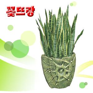 [산세베리아 스페셜] 공기정화식물★대박상품★개업식, 취임, 승진 등