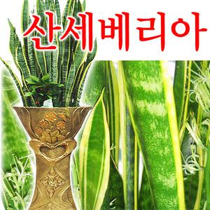 [산세베리아 501] 공기정화식물★대박상품★개업식, 취임, 승진 등