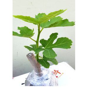 무화과묘목1년생직경12mm3주 바나네 청무화과