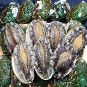 완도 활전복 꼬마전복 21-24미 1kg 산소물포장 어민직접발송