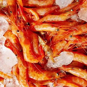국산 급냉 홍새우1kg 단새우 아마애비 회 초밥 자연산