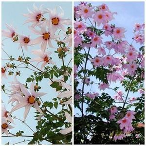 [희귀 씨앗] 나무다알리아(황제다알리아) 2色