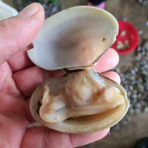 남해 자연산 해감 활 왕 바지락 탕 국 술찜 파스타 1kg