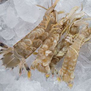 활 갯가재 신안 바닷가재 찜 구이 튀김 볶음 회 1kg