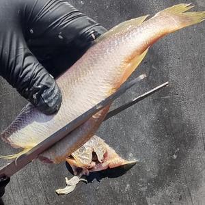전남 목포 담백한 반건조 두절조기 참조기 500g 15-20마리 내외