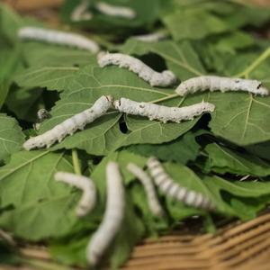 살아있는 누에 3령 10마리 반려동물 먹이용 생누에 게코먹이 단품