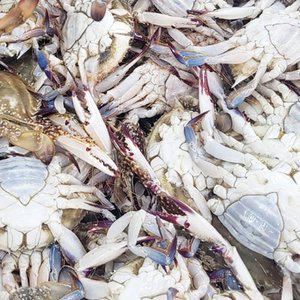 봄 활 암꽃게 1kg