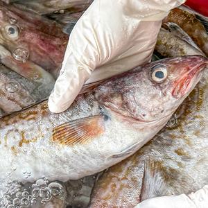 [500세트 한정] 강릉주문진!! 국내산 반건조 손질대구 총 3미 (1kg 내외)