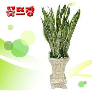 [산세베리아] 공기정화식물★대박상품★개업식, 취임, 승진 등