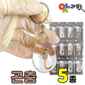 곤충표본 열쇠고리 실제 생물표본 친환경수지 키링