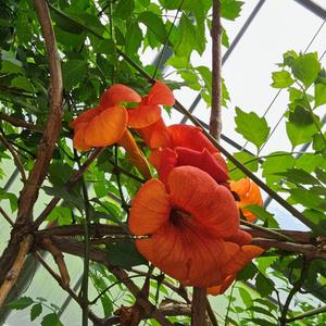 능소화나무 묘목 (화분묘) 키2m전후 덩굴성 넝쿨 담벼락 주황색 꽃나무 