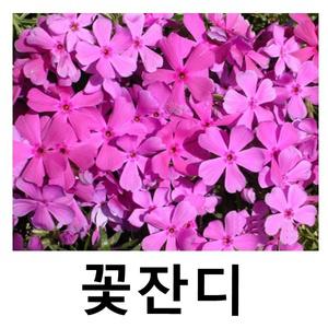 꽃잔디 홍설 진분홍 4치포트 20개묶음