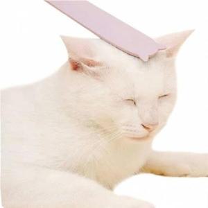 [OFLP18O4]고양이 힐링 그루밍 브러쉬  핑크