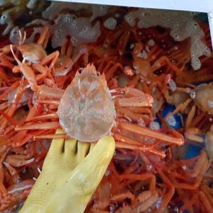 국내산 명품 설탕 홍게3kg (8~10미)