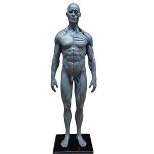 30cm 두개골 인체근골격 석고 흉상 해부 예용 그림 참고 모형미술 남피부:백배미마:레진